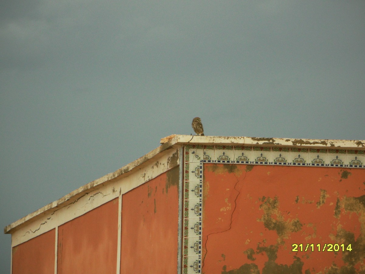 Mochuelo Europeo - ML646657818