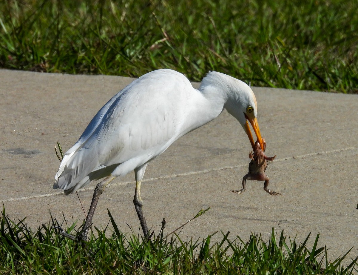 Western Cattle-Egret - ML646657820