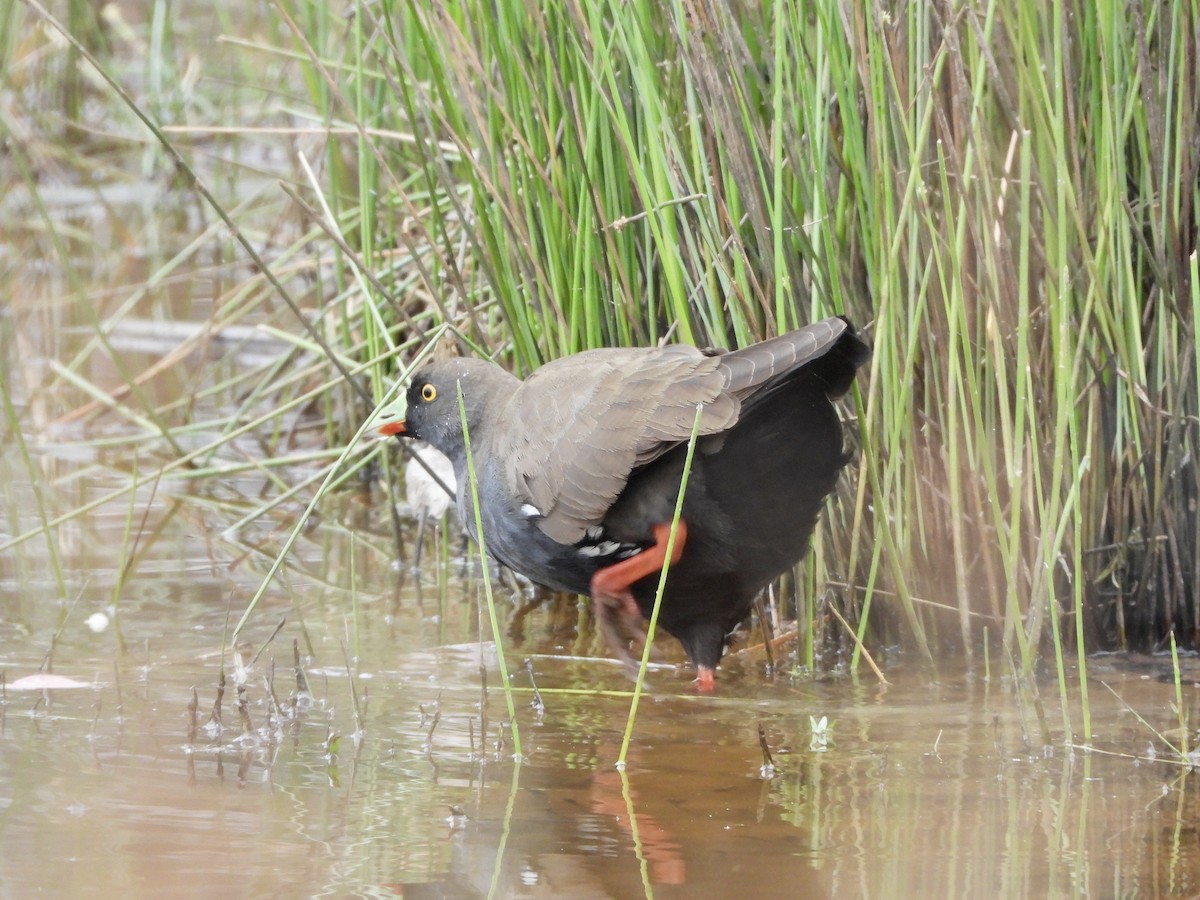 Black-tailed Nativehen - ML646657821