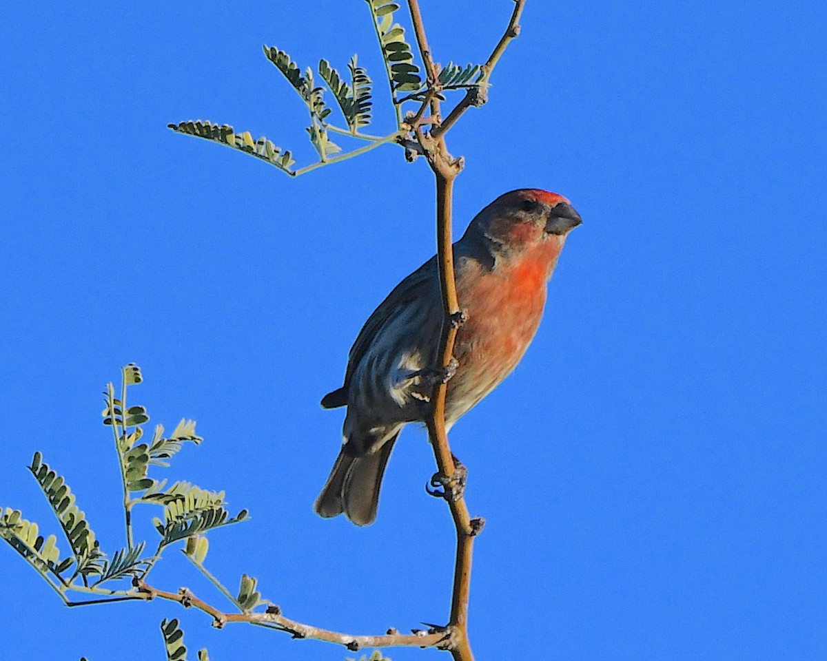House Finch - ML646657822