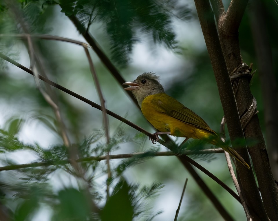 Gray-headed Tanager - ML646657823