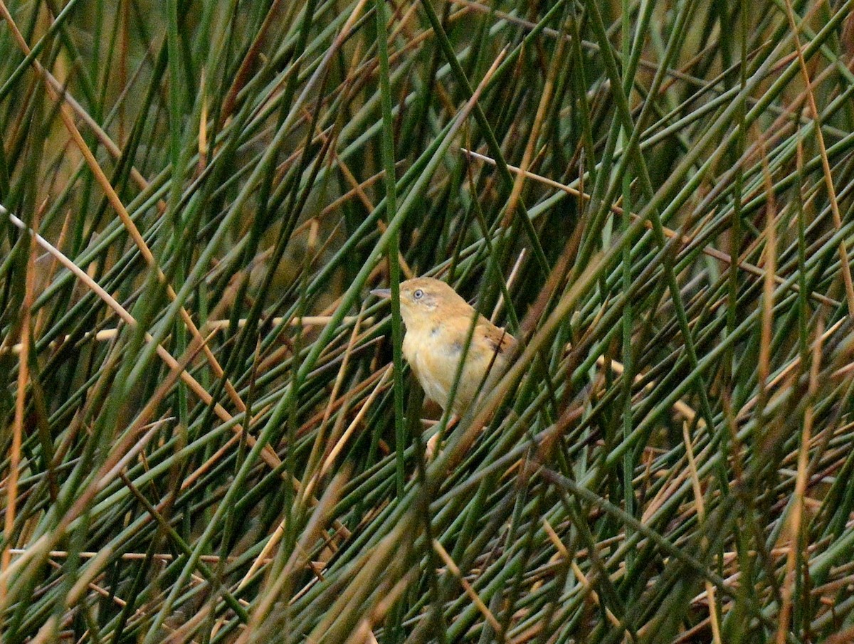 Bay-capped Wren-Spinetail - ML646657824