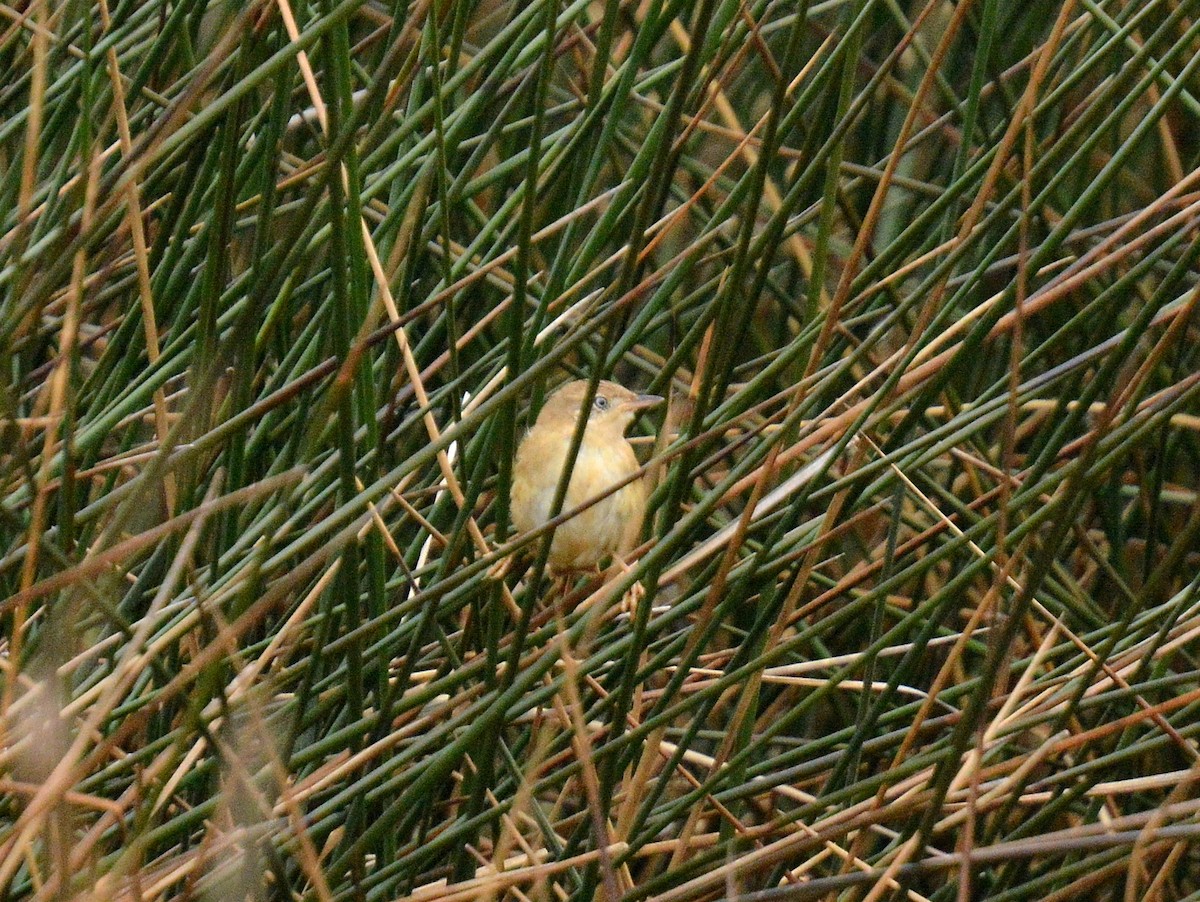 Bay-capped Wren-Spinetail - ML646657825