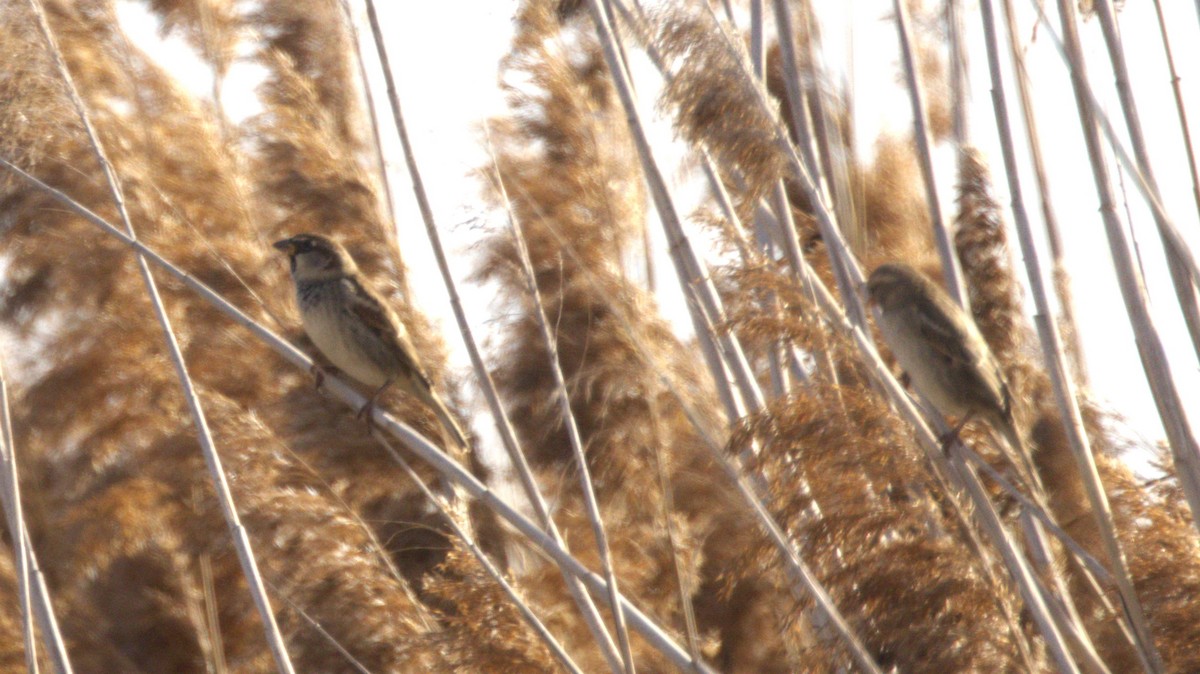 Spanish Sparrow - ML646657826