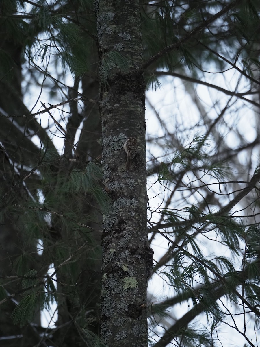 Brown Creeper - ML646657827