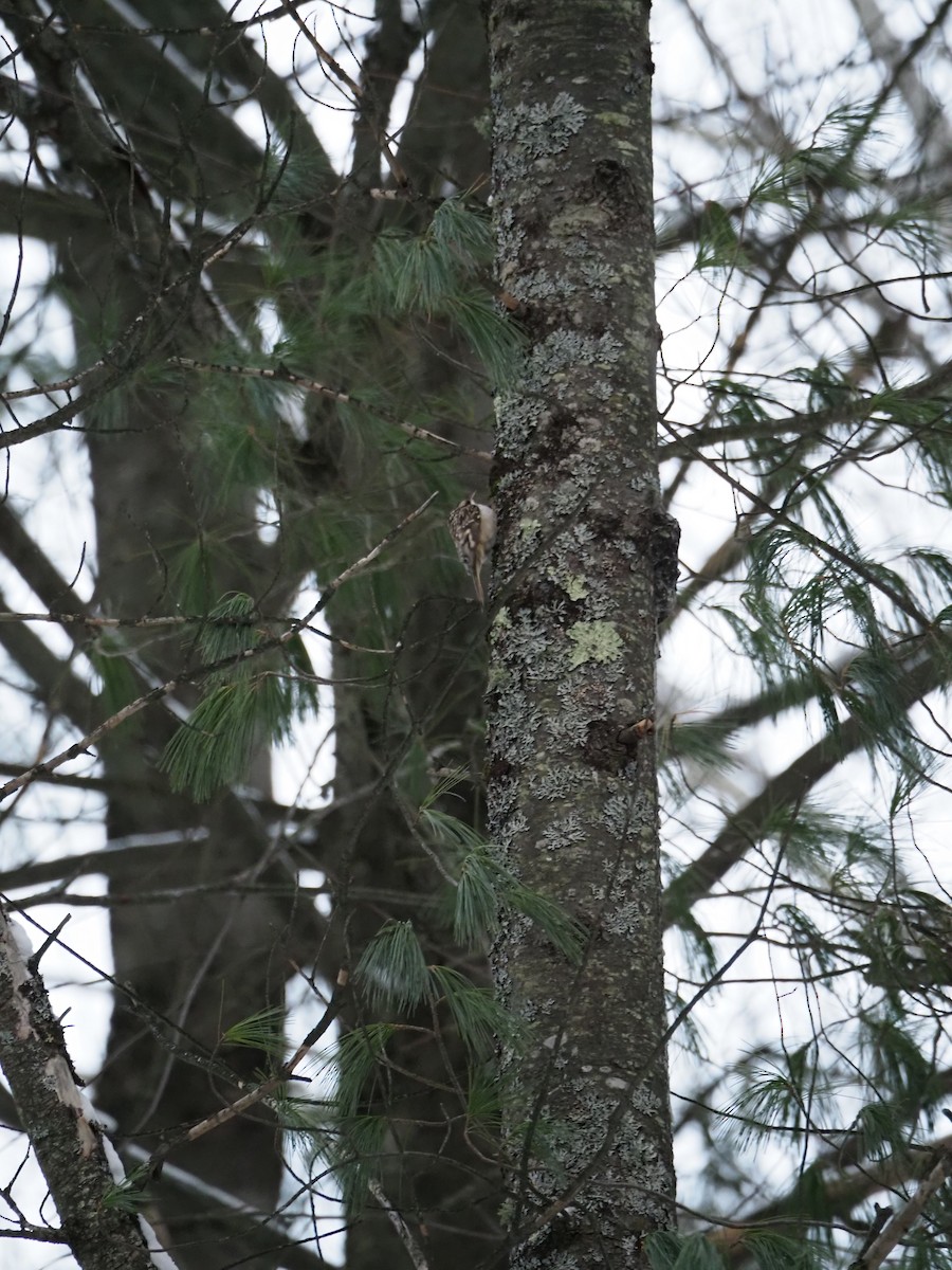 Brown Creeper - ML646657828