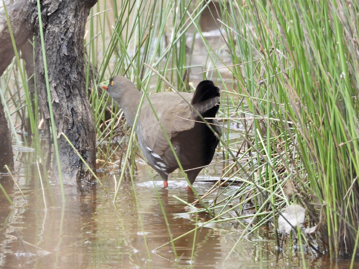 Black-tailed Nativehen - ML646657829