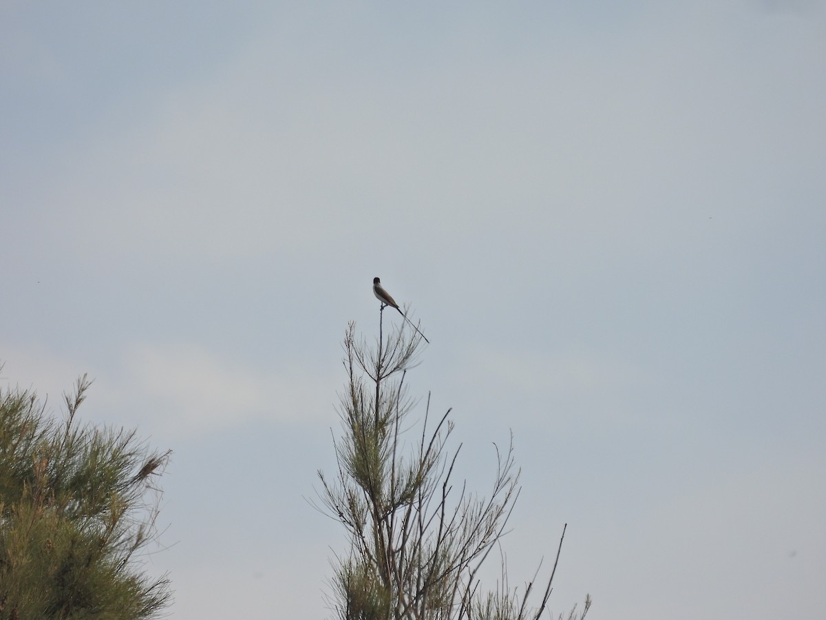 ズグロエンビタイランチョウ - ML646657832