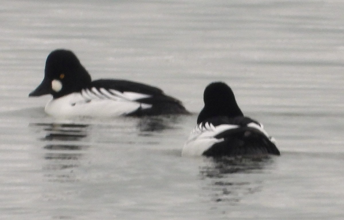 ホオジロガモ - ML646657834