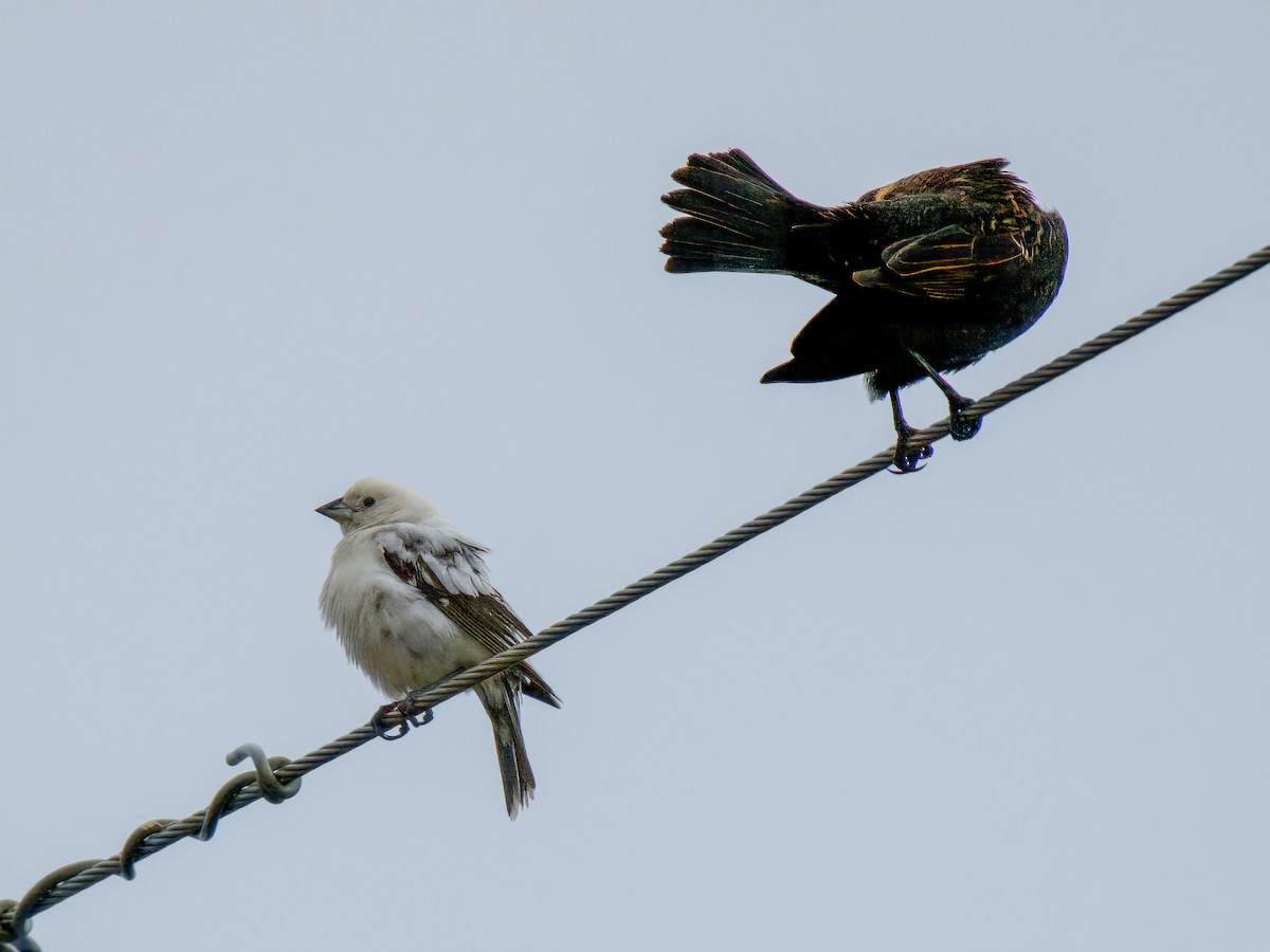 Коровий трупиал, буроголовый желтушник - ML646657835