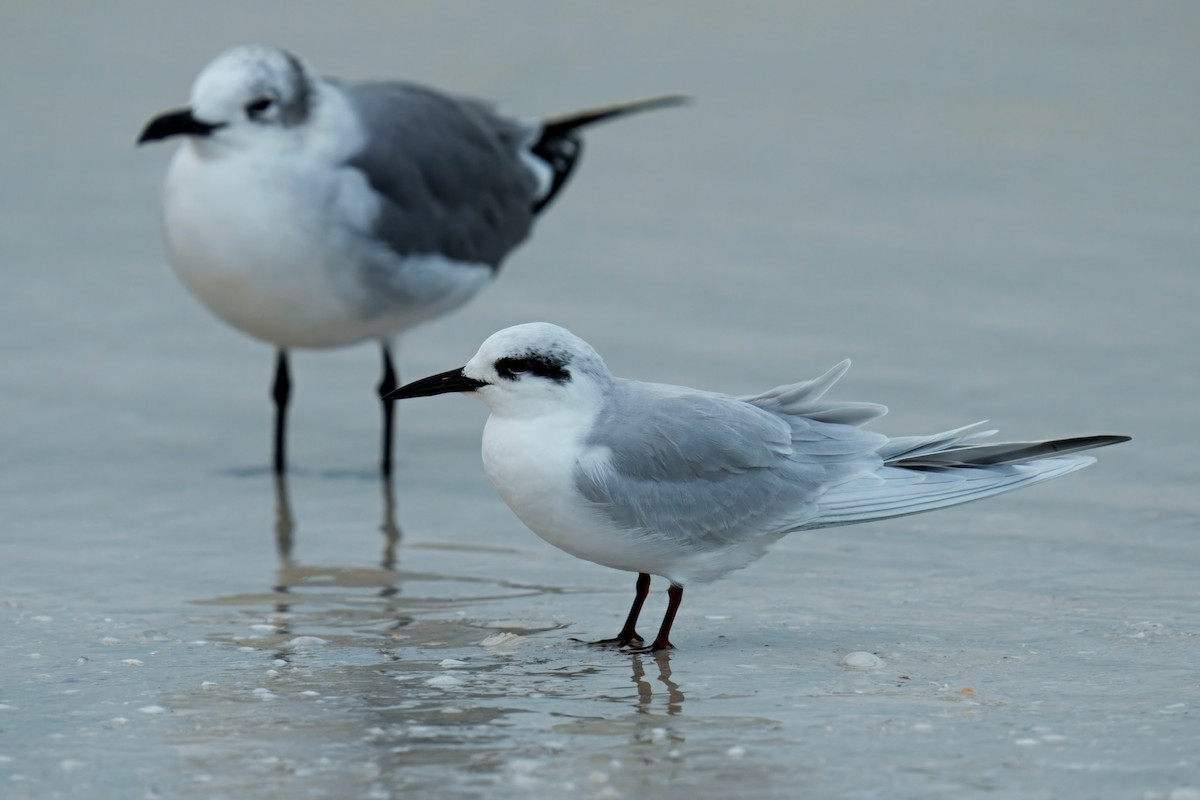 メリケンアジサシ - ML646657837