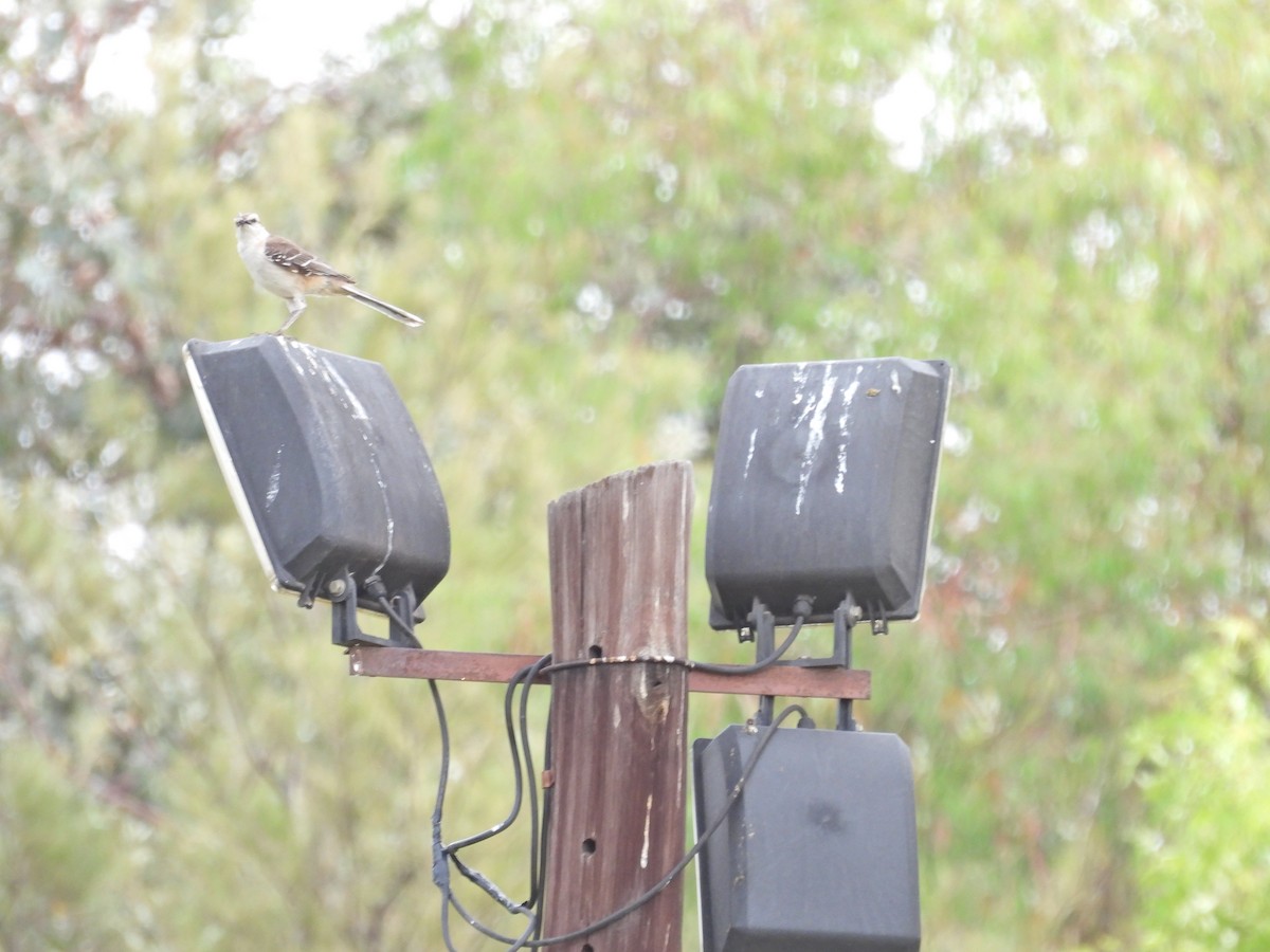 マミジロマネシツグミ - ML646657838