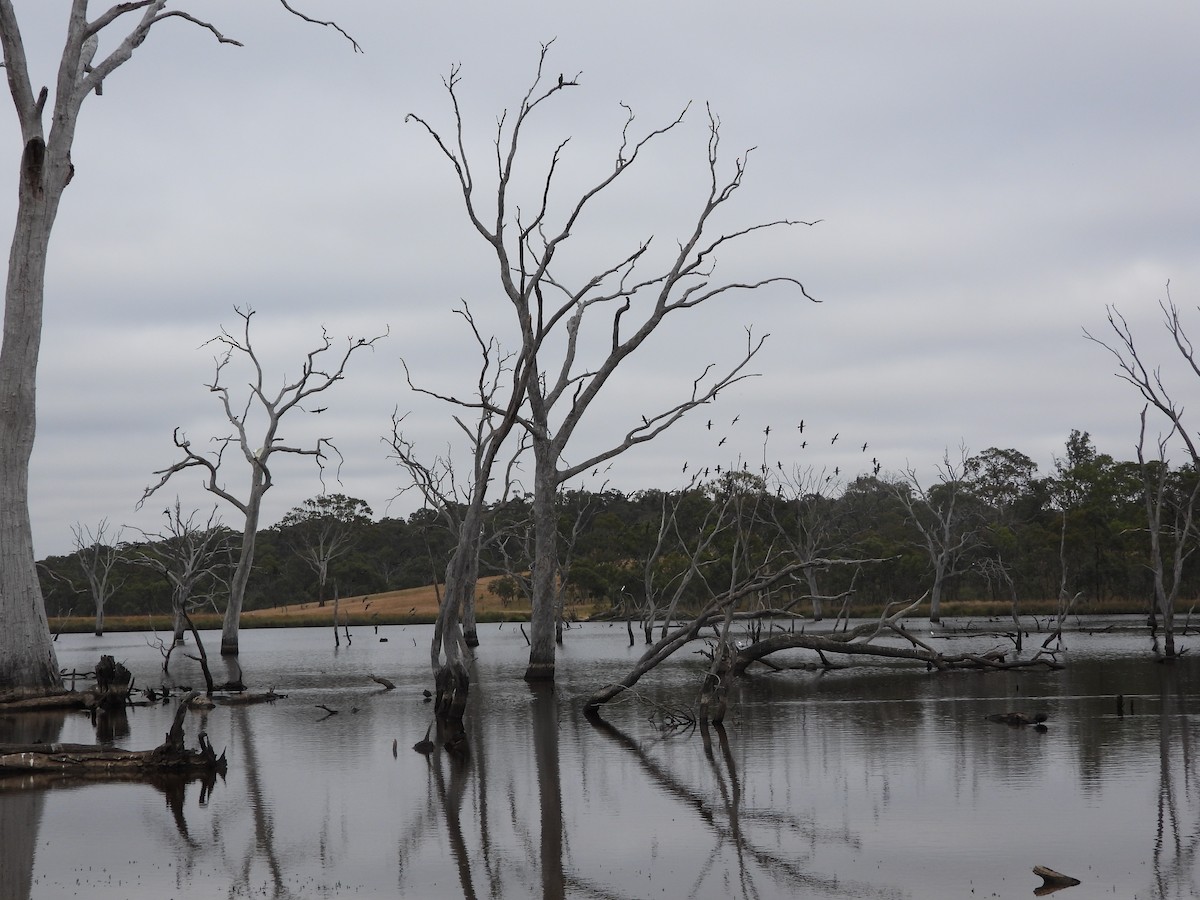 Little Black Cormorant - ML646657839