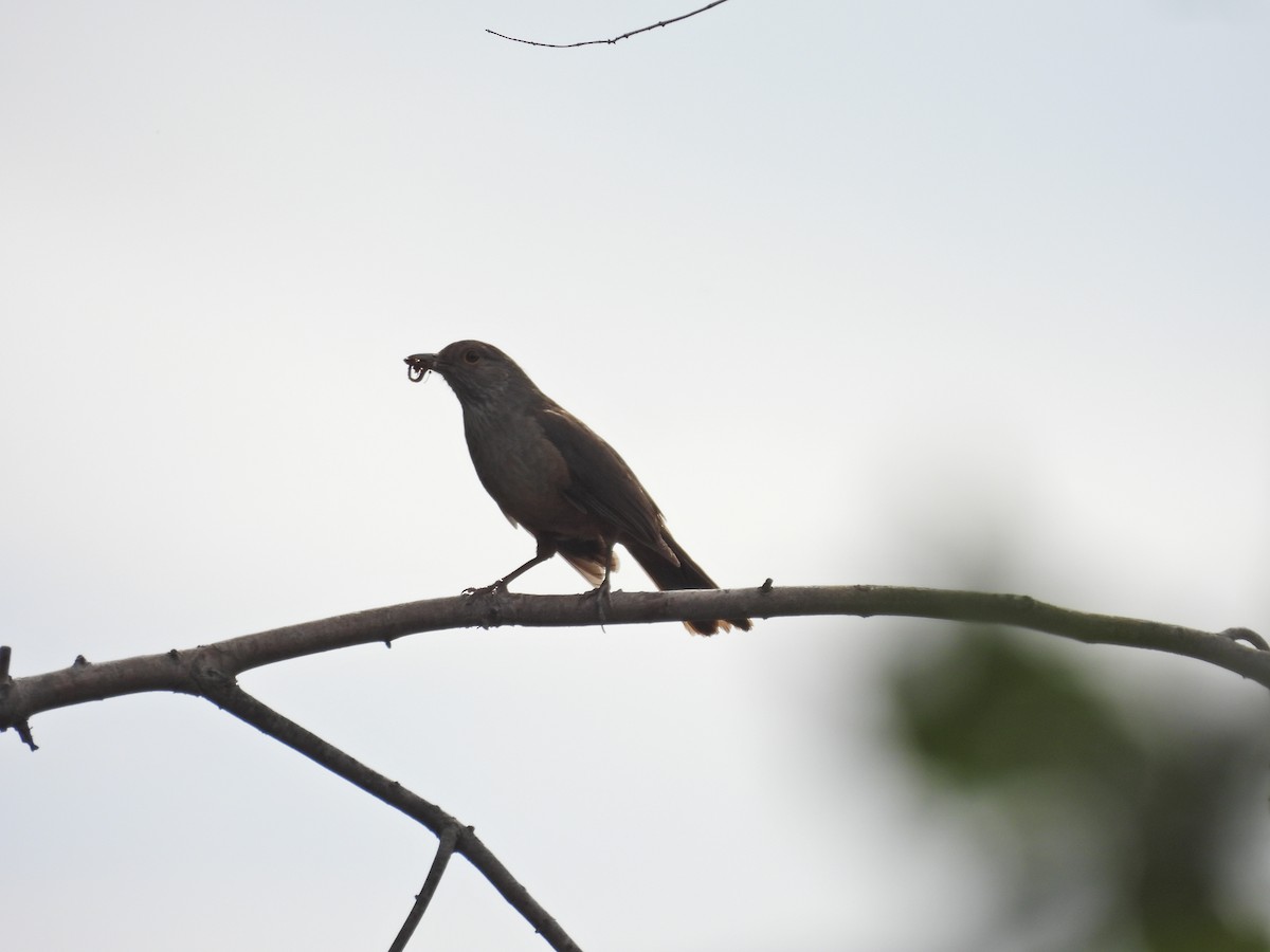 ナンベイコマツグミ - ML646657844