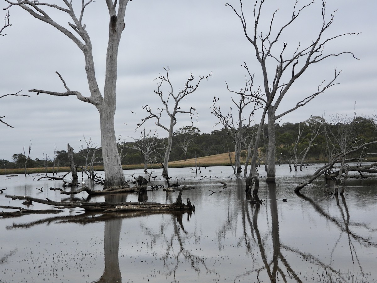 Little Black Cormorant - ML646657845