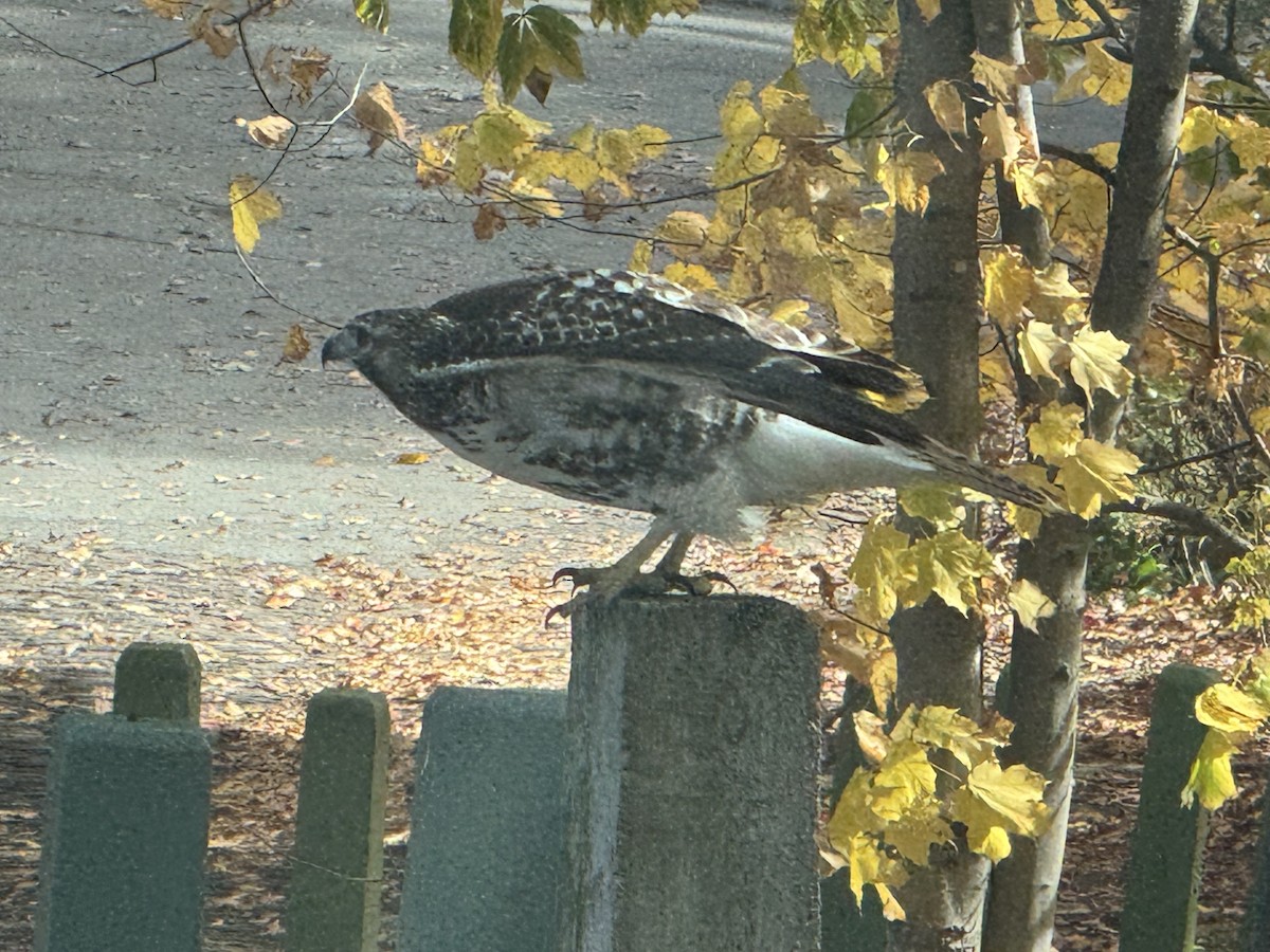Red-tailed Hawk - ML646657846