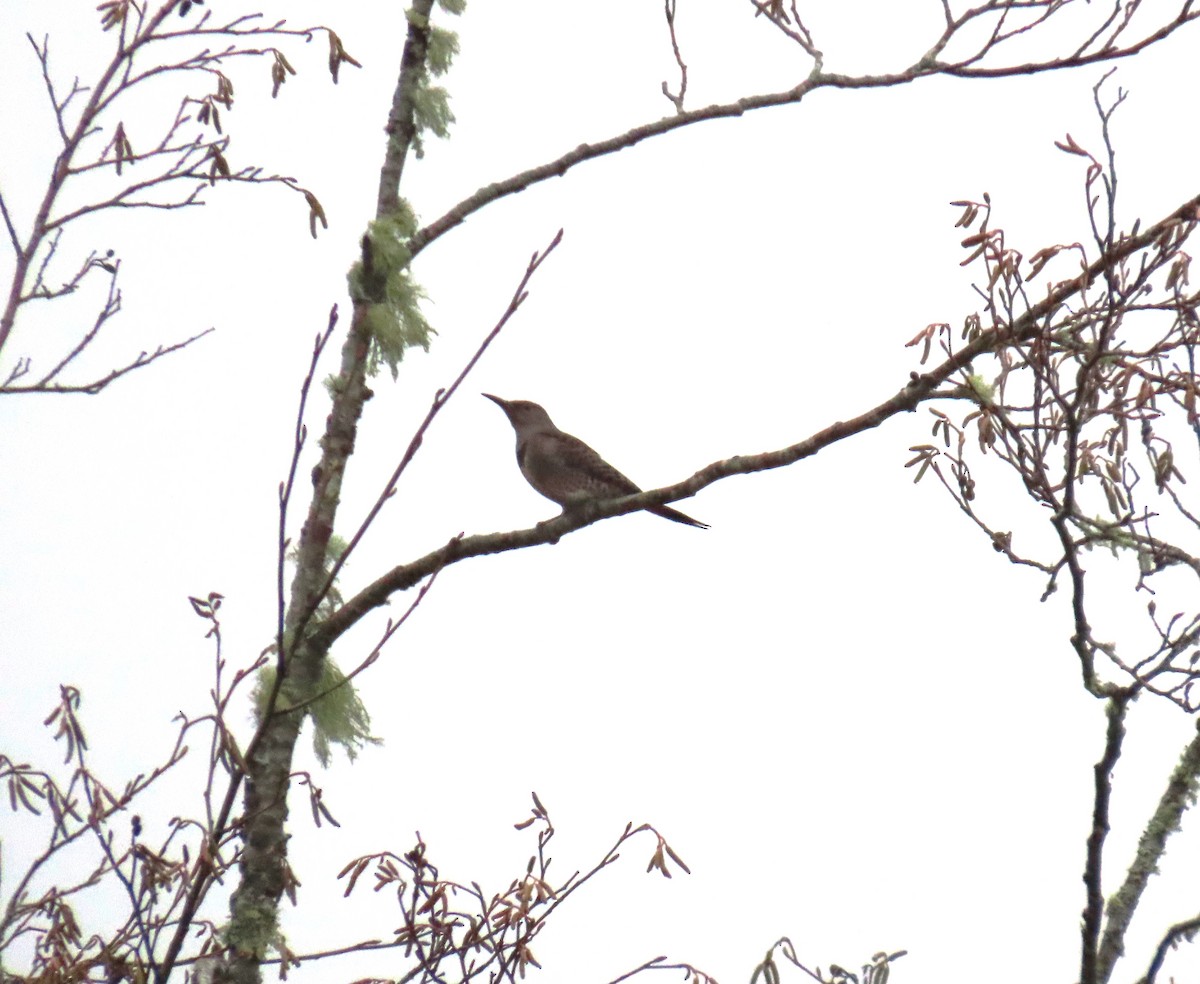 Northern Flicker - ML646657858