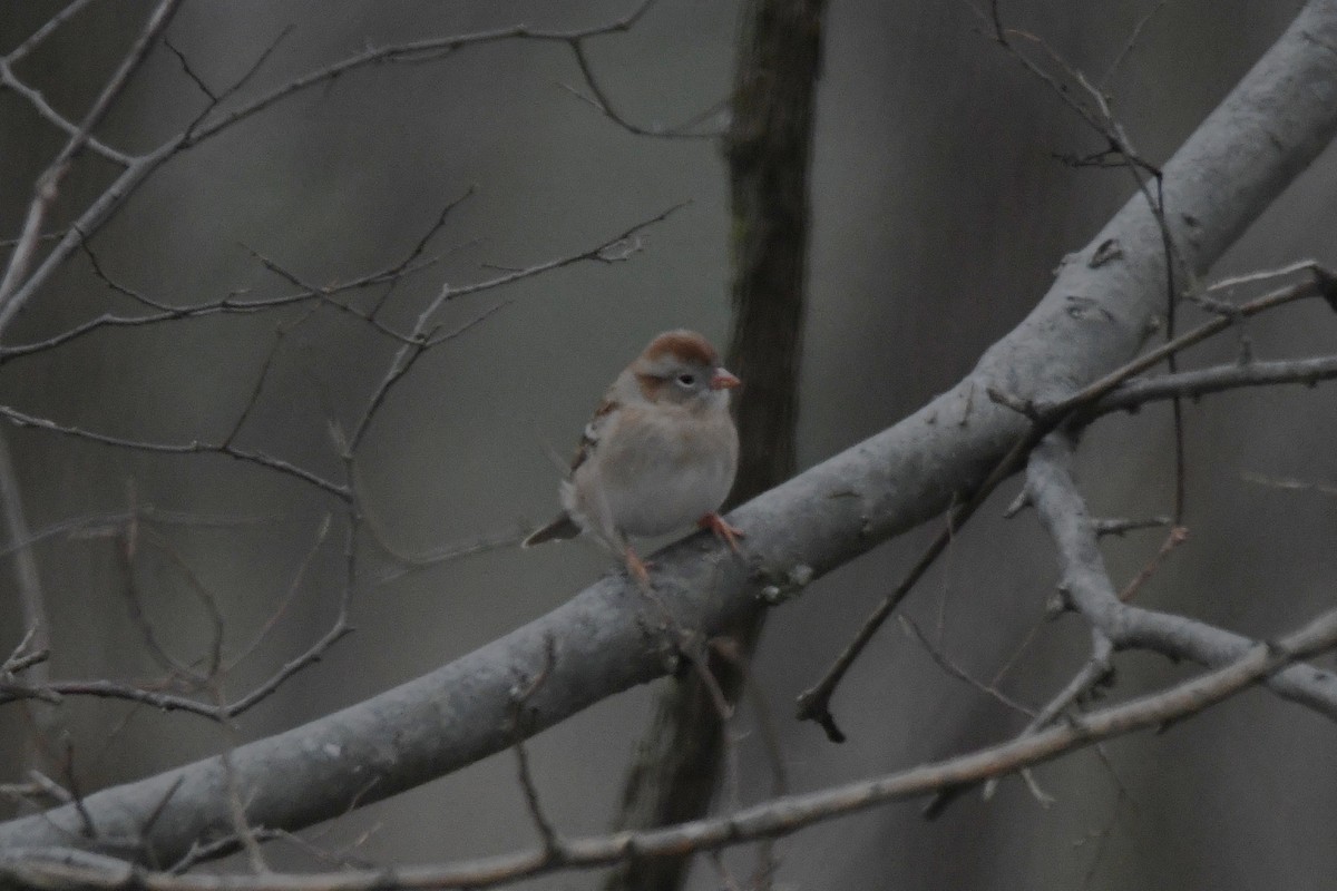 Field Sparrow - ML646657859