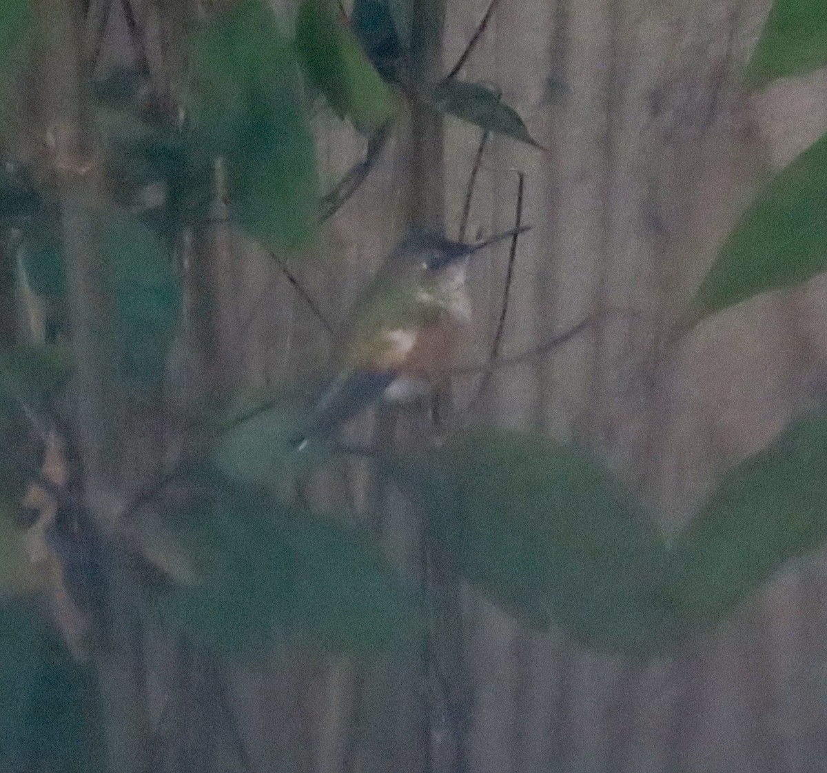 Rufous Hummingbird - ML646657860