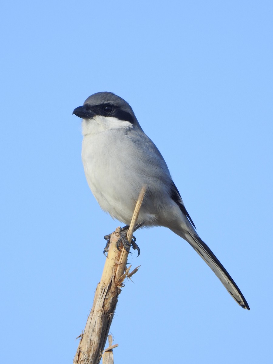 Сорокопуд сірий - ML646657863