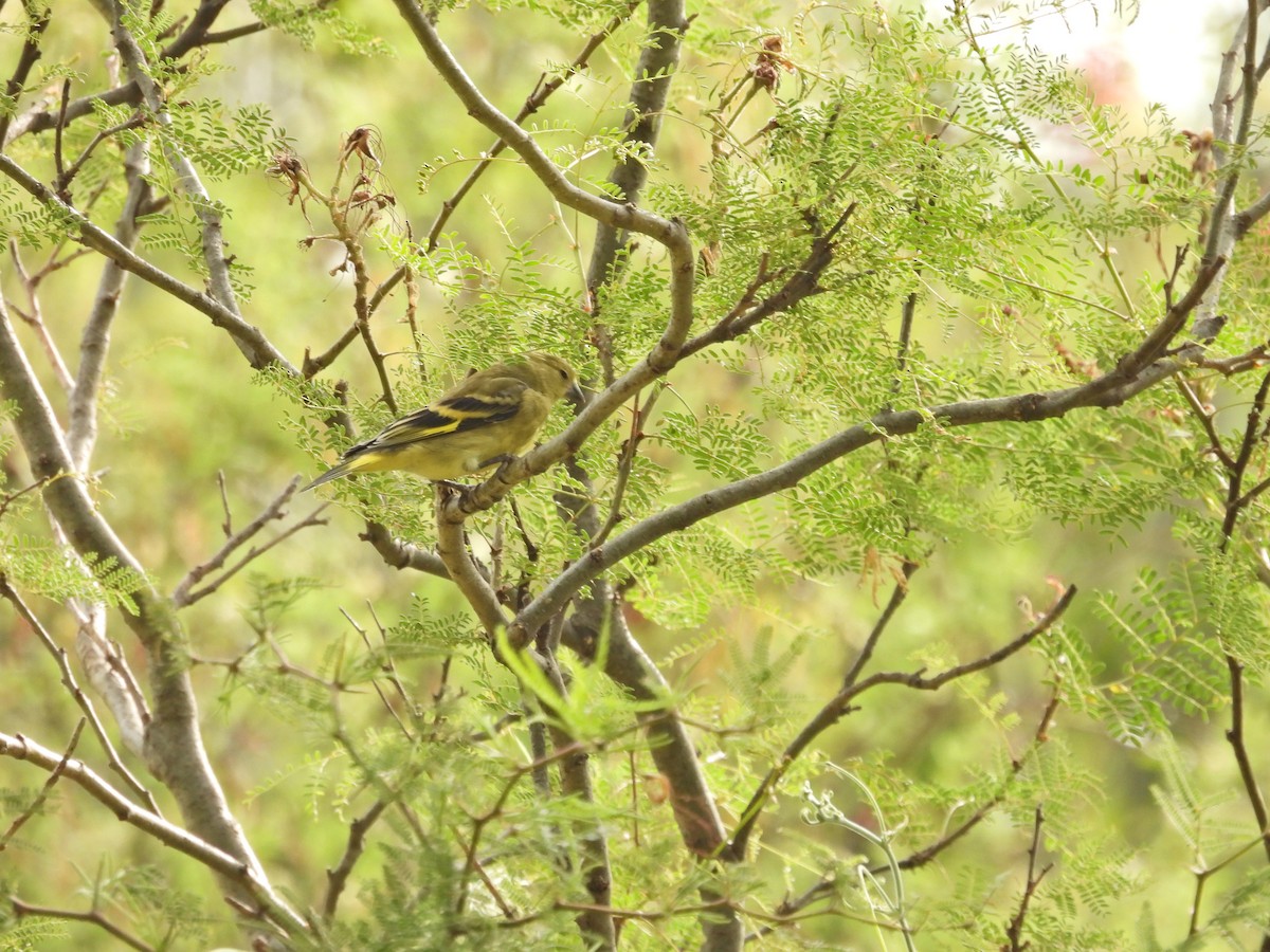 ズグロヒワ - ML646657864