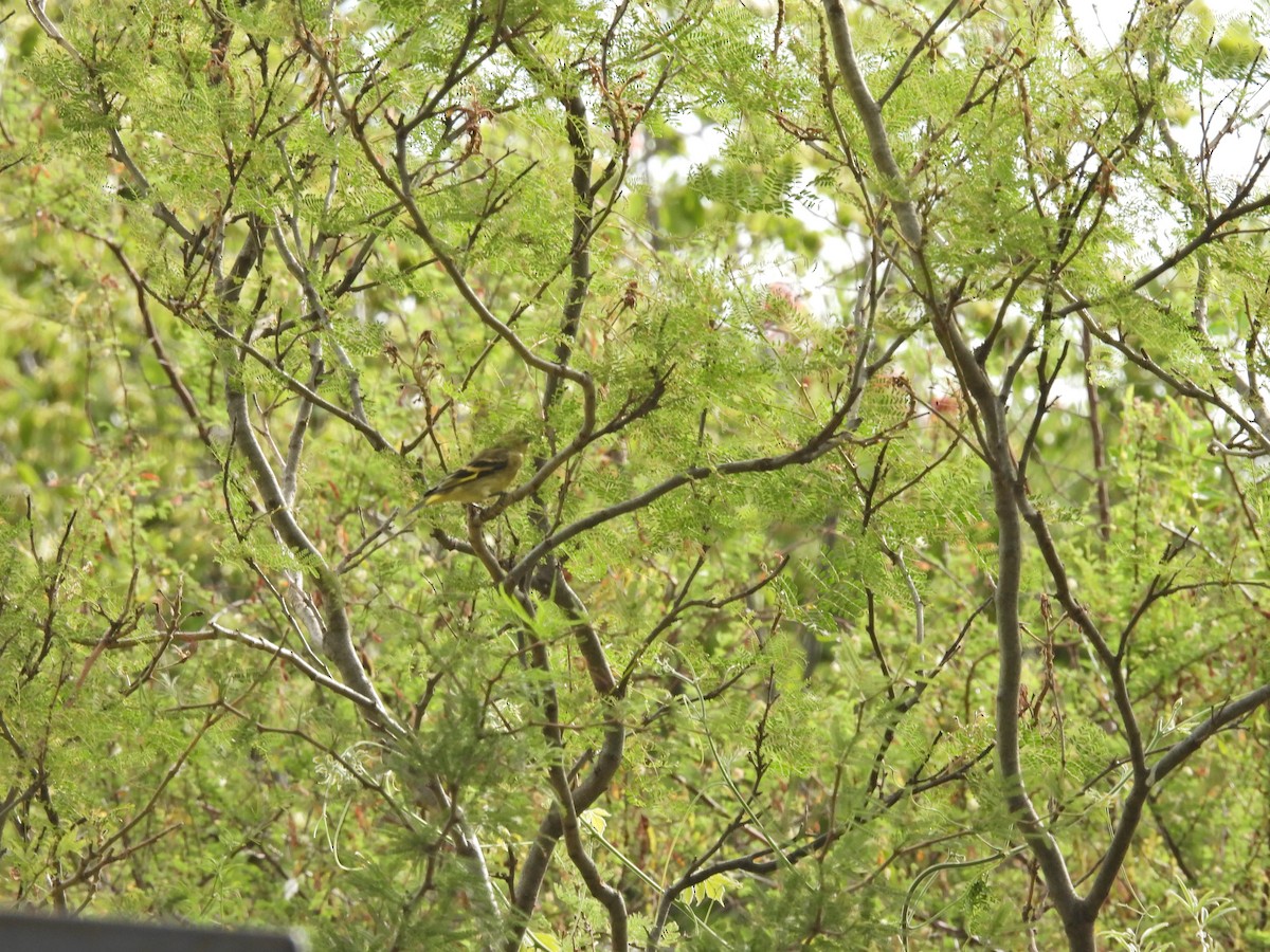 ズグロヒワ - ML646657865