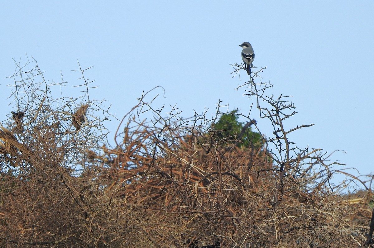 Сорокопуд сірий - ML646657866