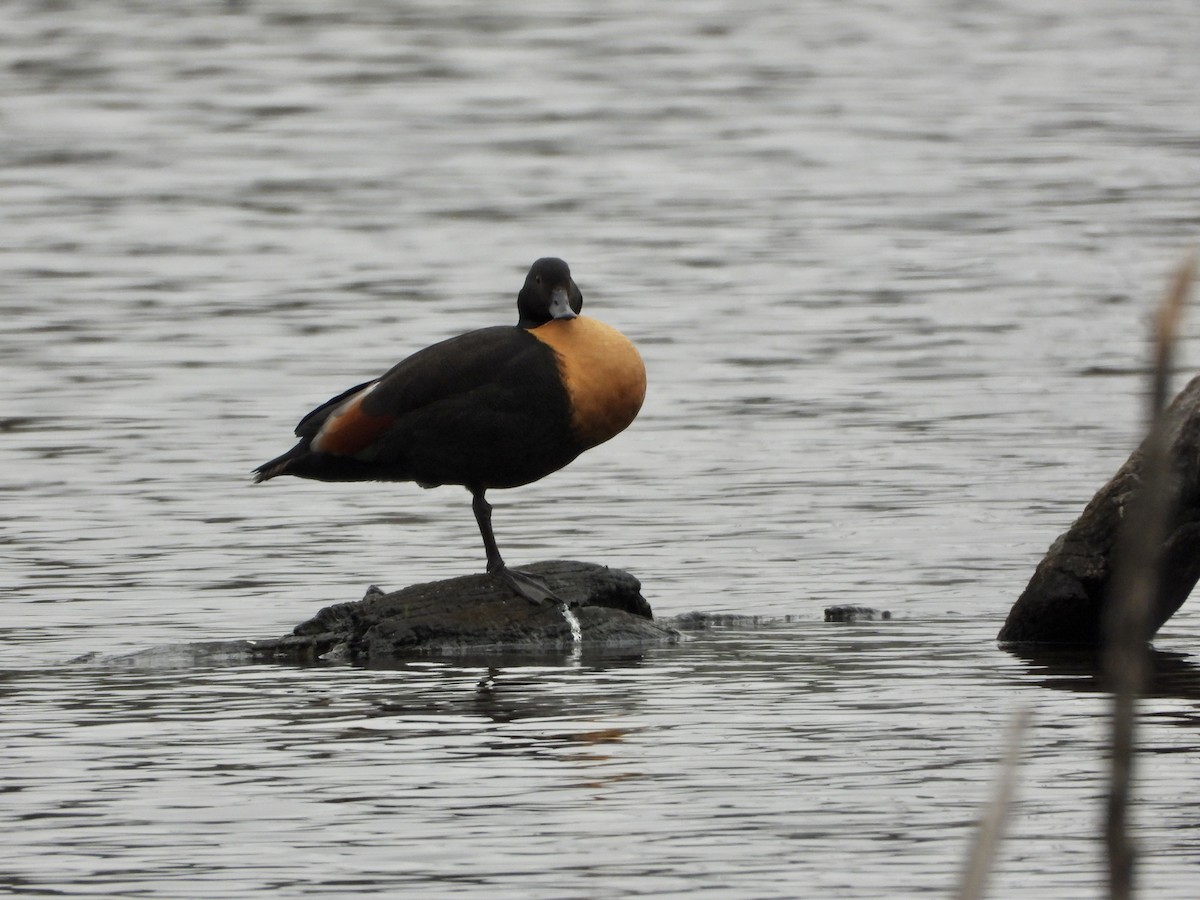 Australian Shelduck - ML646657867