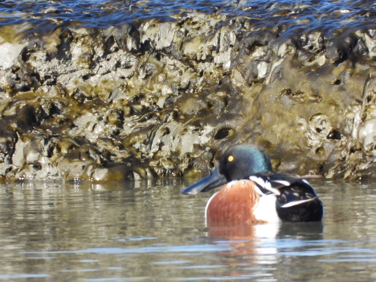 Northern Shoveler - ML646657869