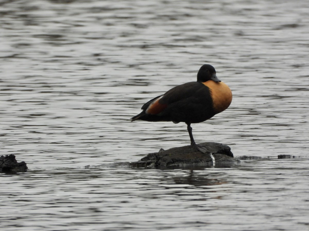 Australian Shelduck - ML646657870