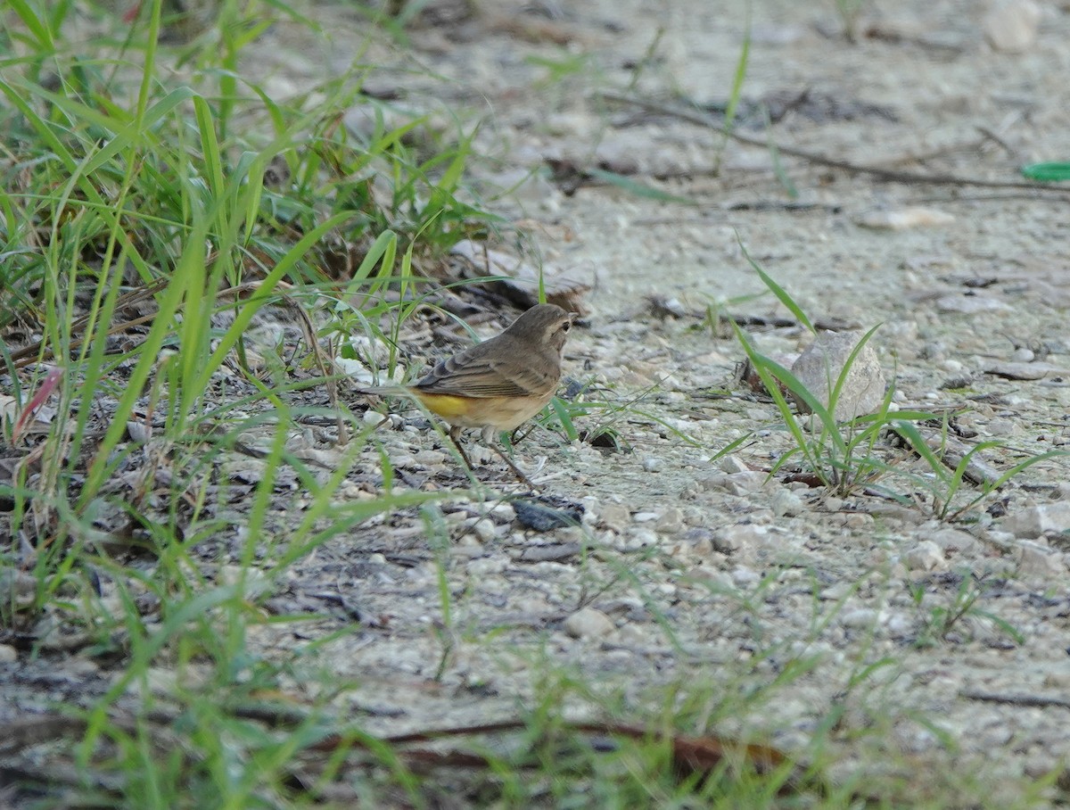 Palm Warbler - ML646657873