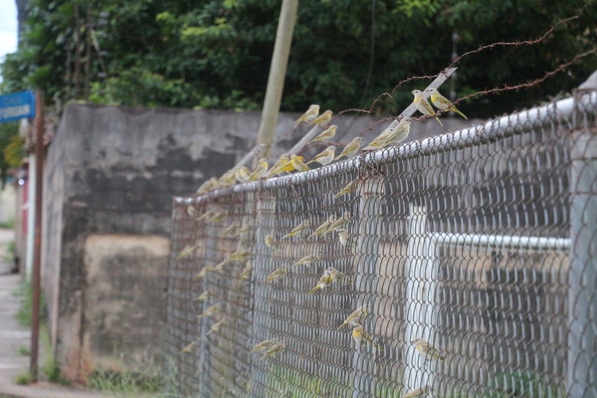 Saffron Finch - ML646657874