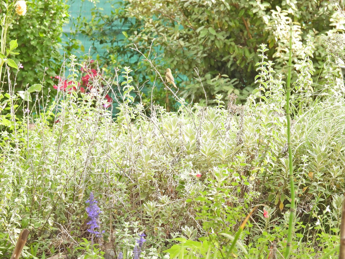 フタスジヒメウソ - ML646657876