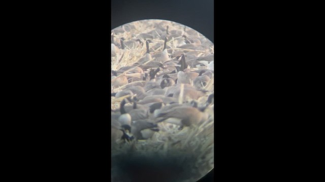 Greater White-fronted Goose - ML646657877