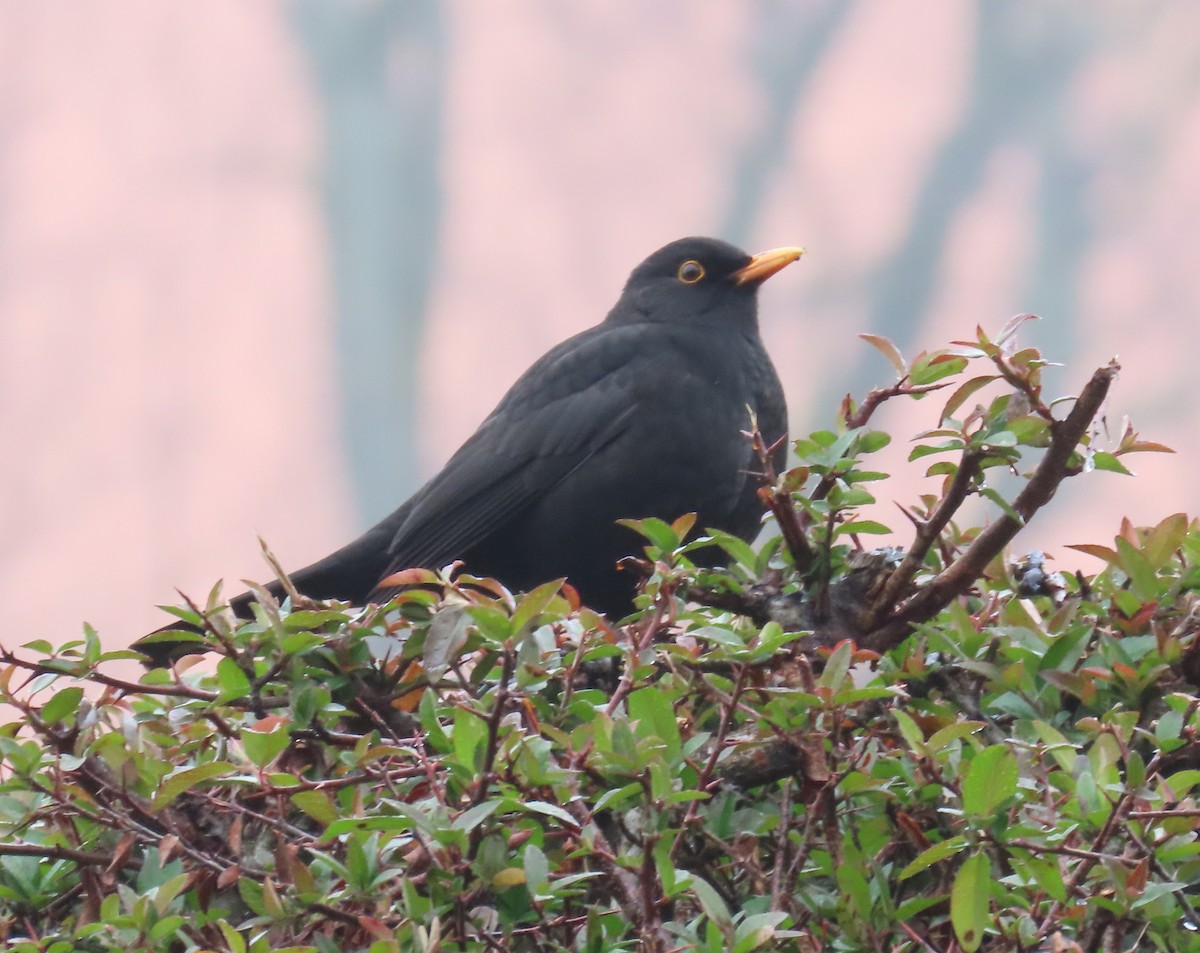 Eurasian Blackbird - ML646657880