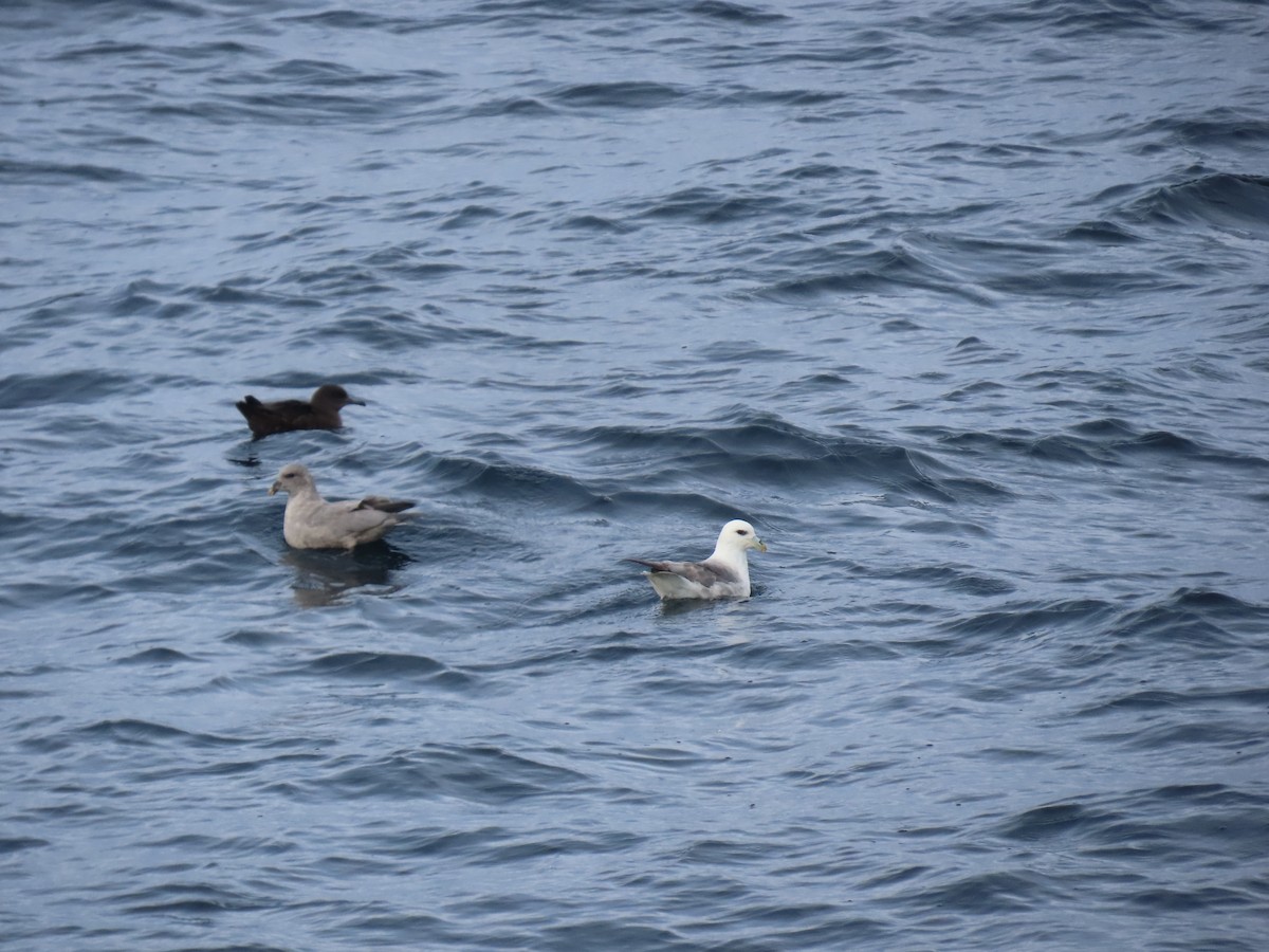 暴風鸌 - ML646657881