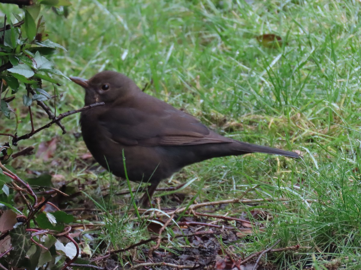 Eurasian Blackbird - ML646657882