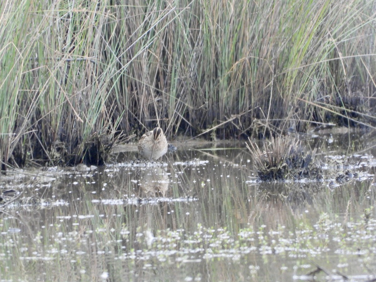 Latham's Snipe - ML646657885