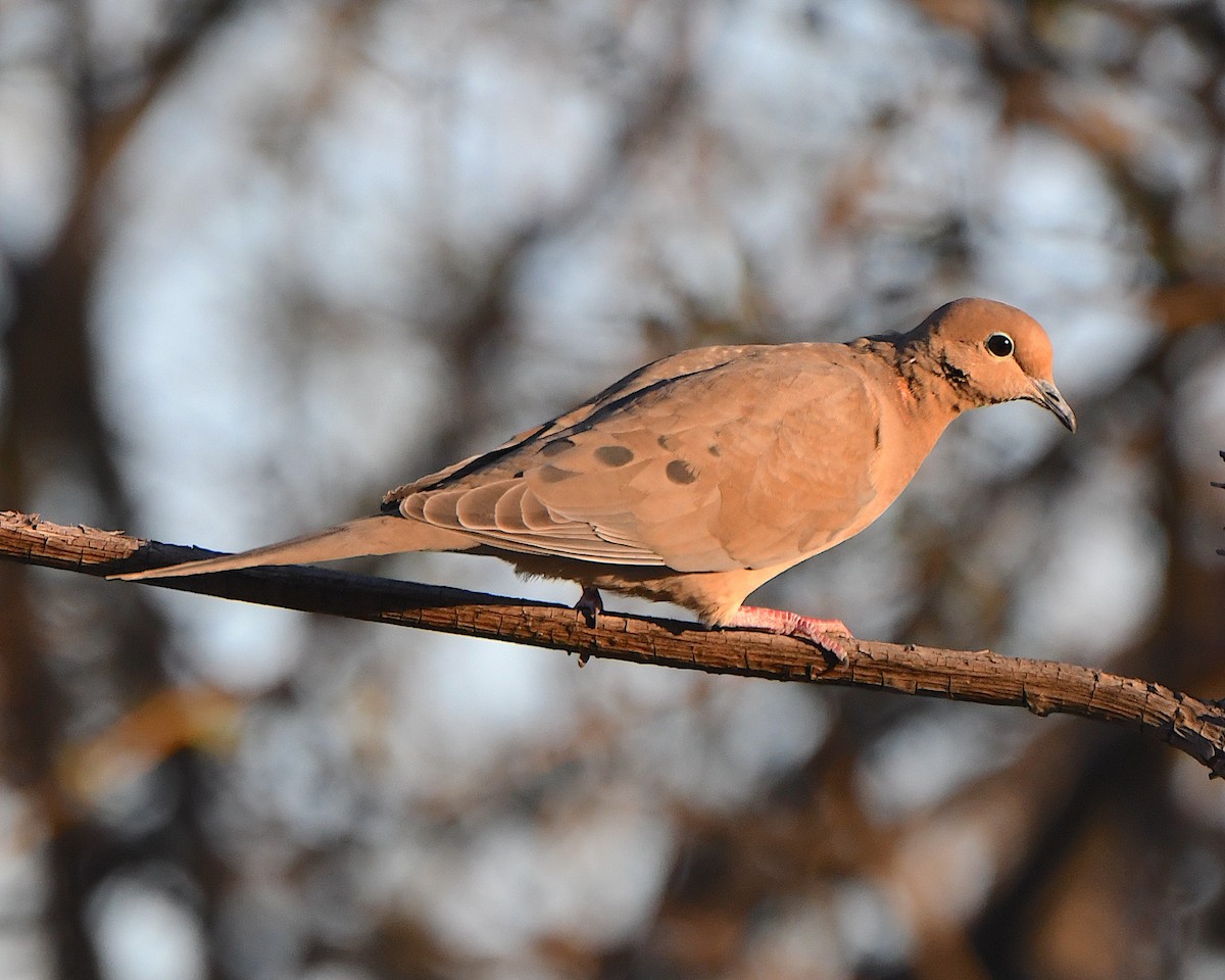 Mourning Dove - ML646657887