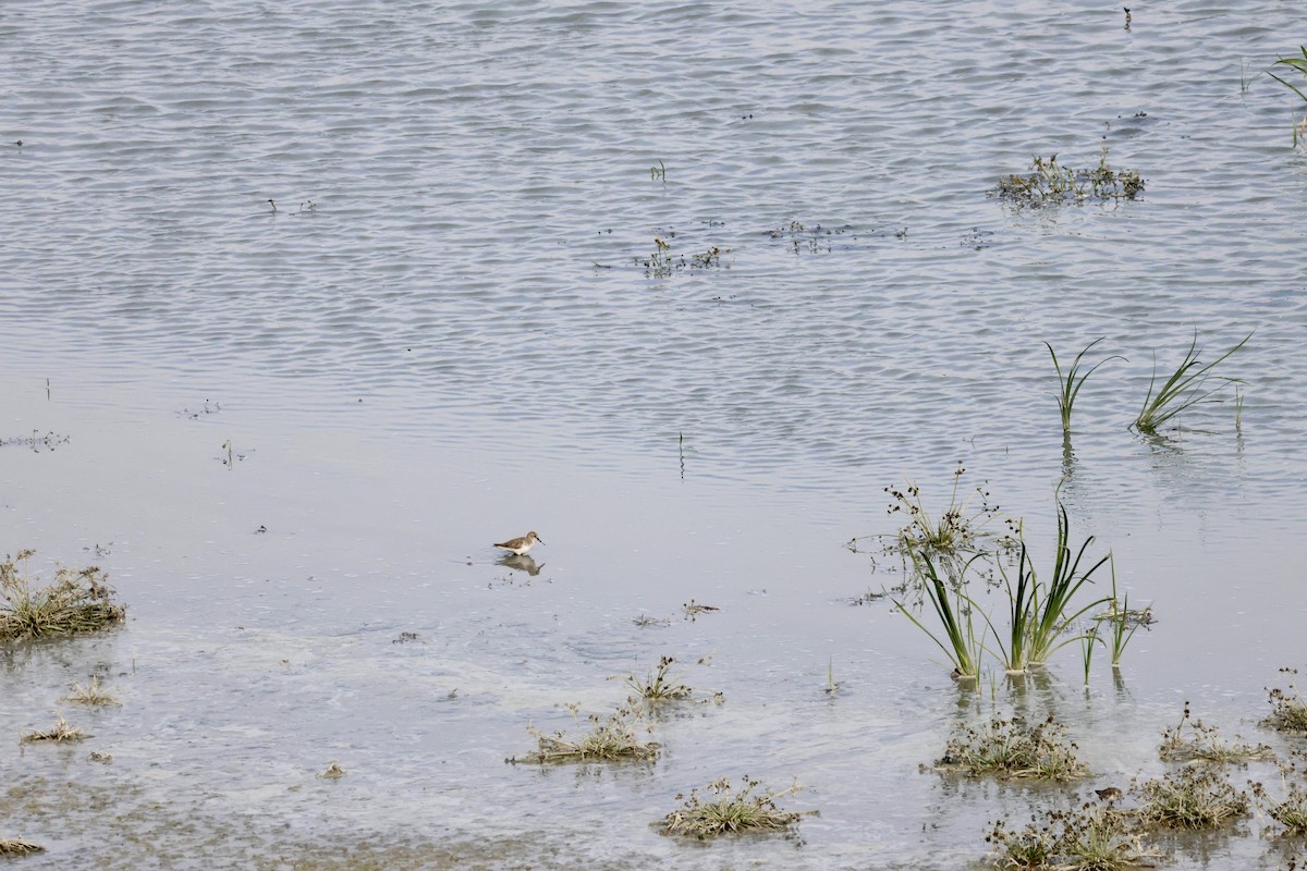 Correlimos Zarapitín - ML646657889