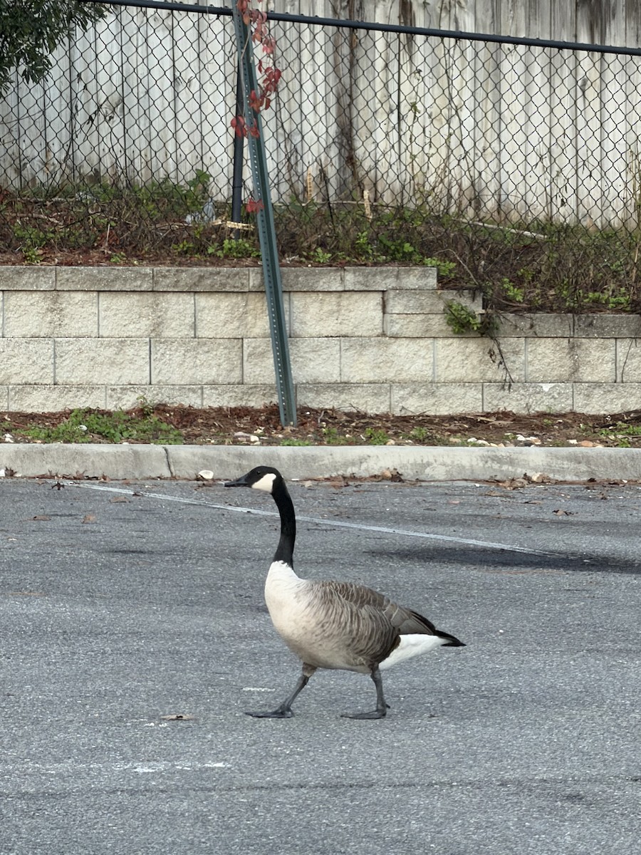 Canada Goose - ML646657891