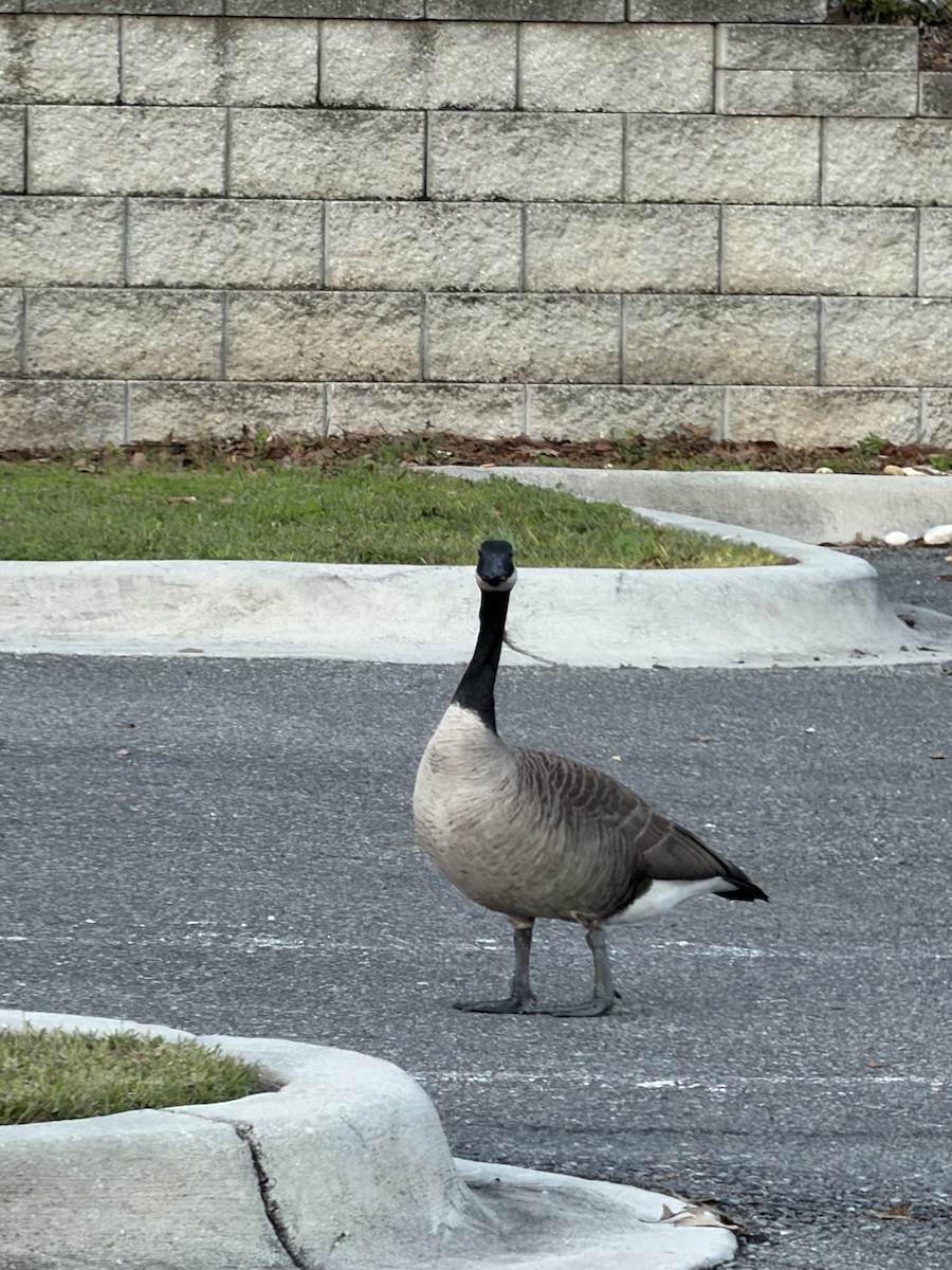 Canada Goose - ML646657892
