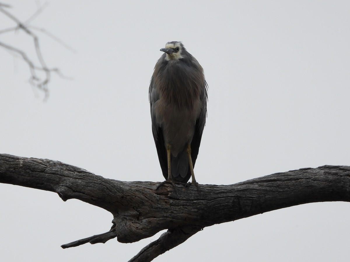 White-faced Heron - ML646657897
