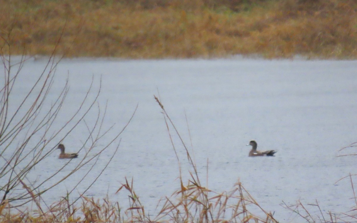 Ahate txistulari amerikarra - ML646657898