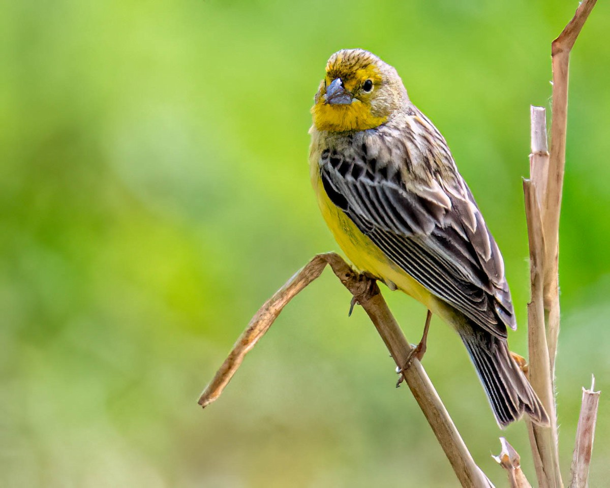 Короткоклювый зерноед - ML646657900