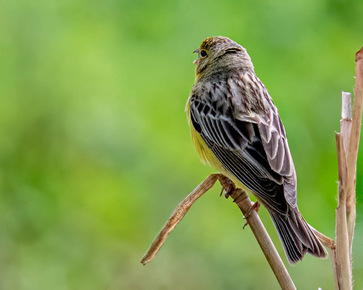 Короткоклювый зерноед - ML646657901