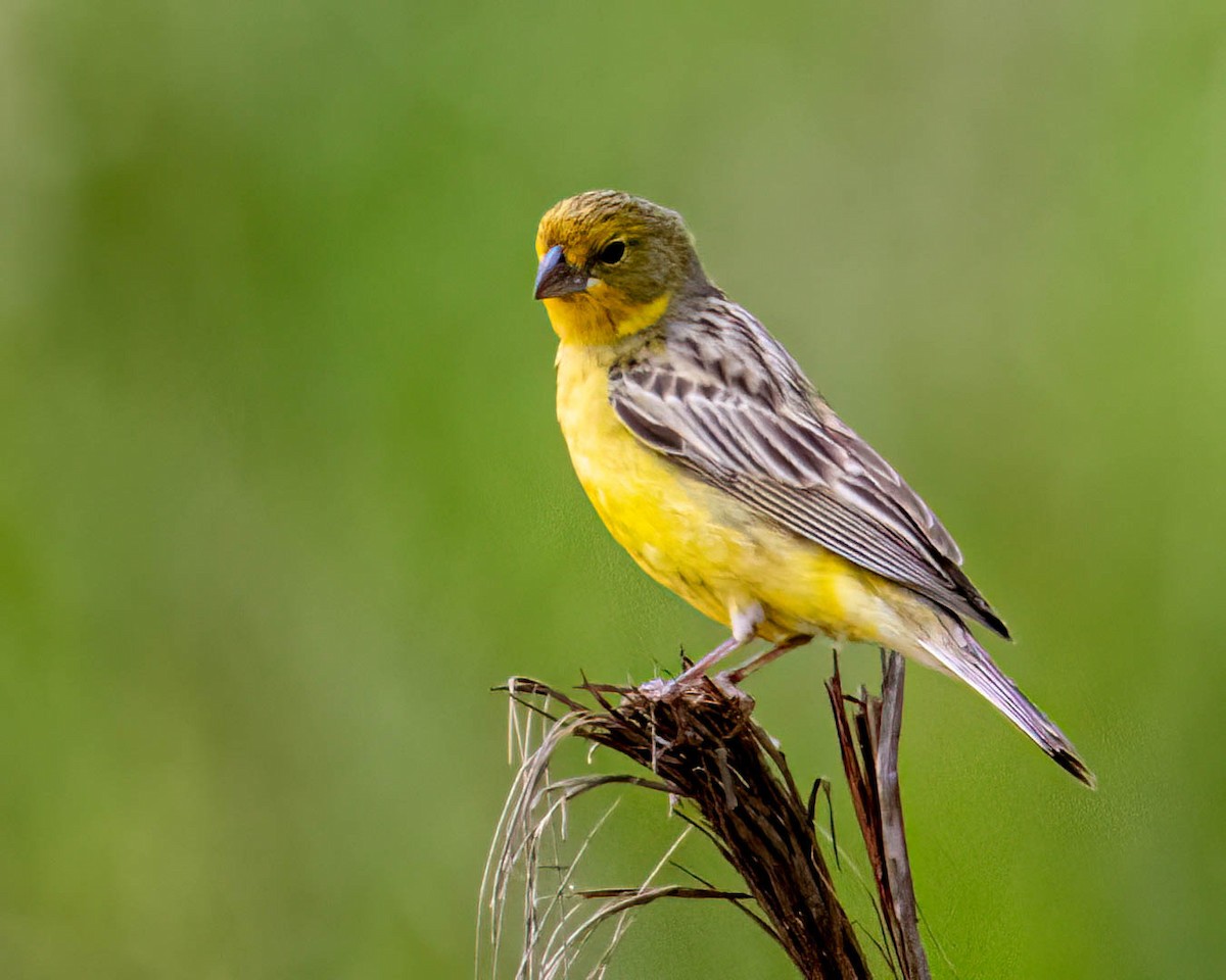 Короткоклювый зерноед - ML646657902