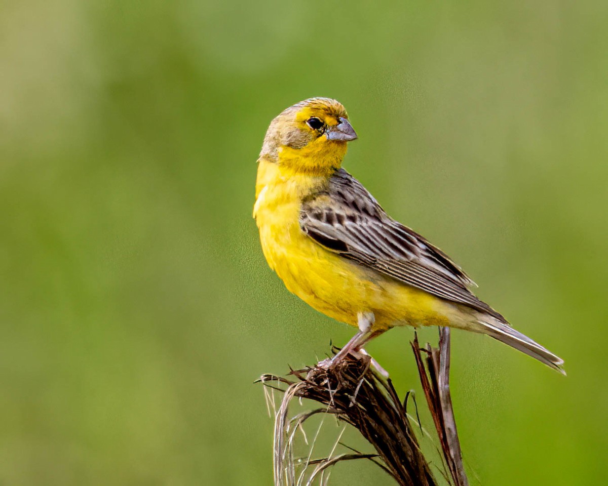 Короткоклювый зерноед - ML646657903