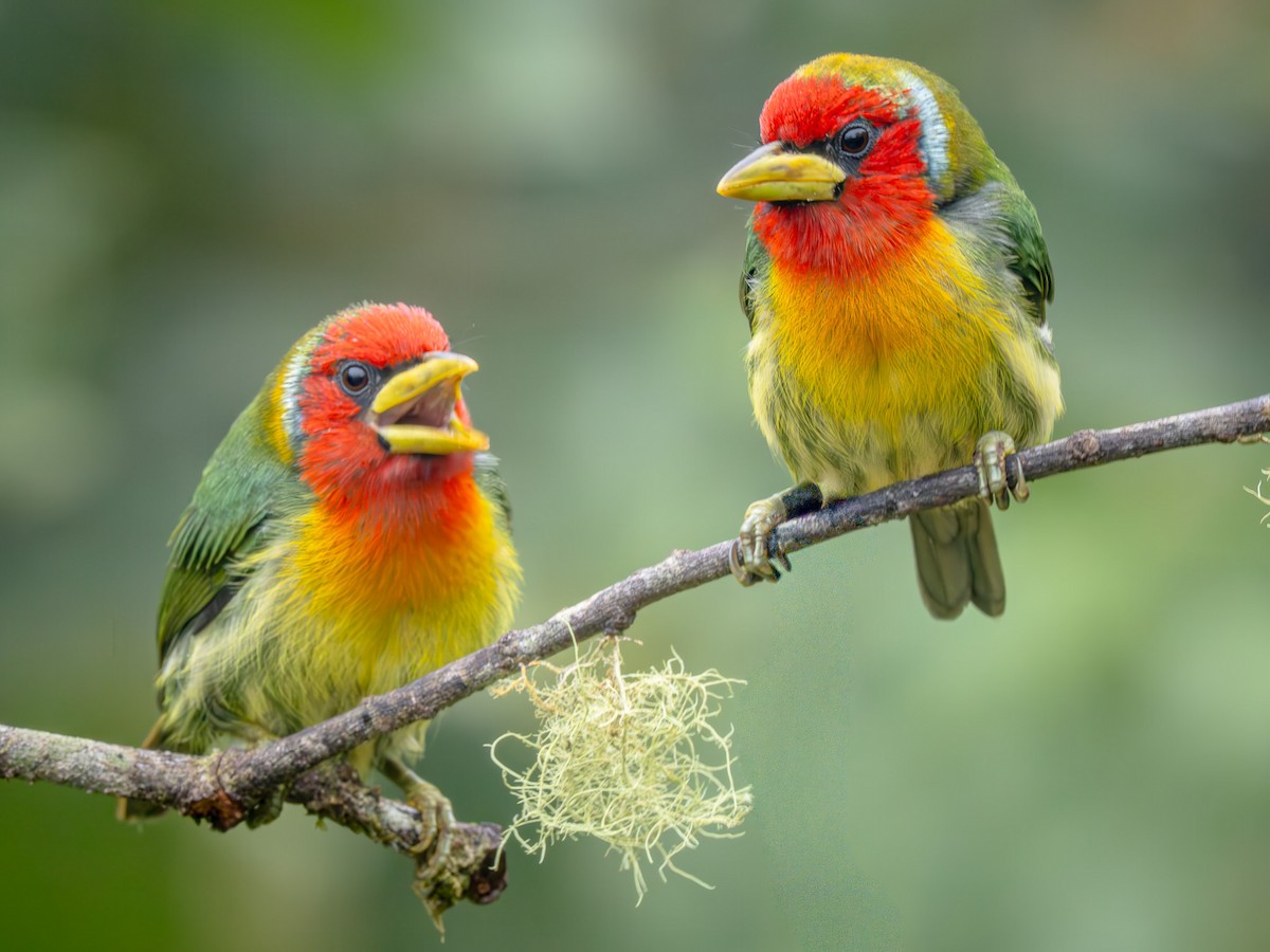 Red-headed Barbet - ML646657904