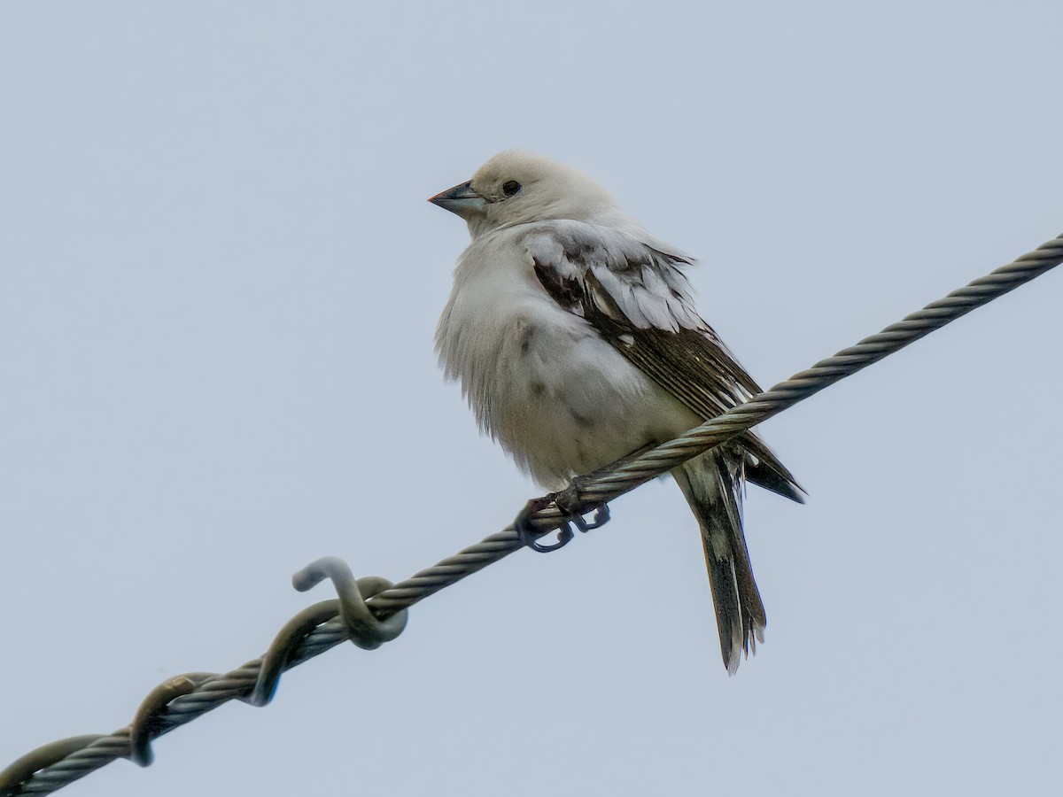 Коровий трупиал, буроголовый желтушник - ML646657905